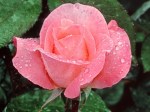 lovelyrose