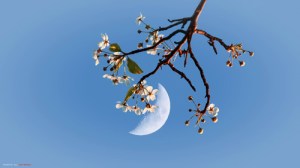 TuDoTrangTan_F_small